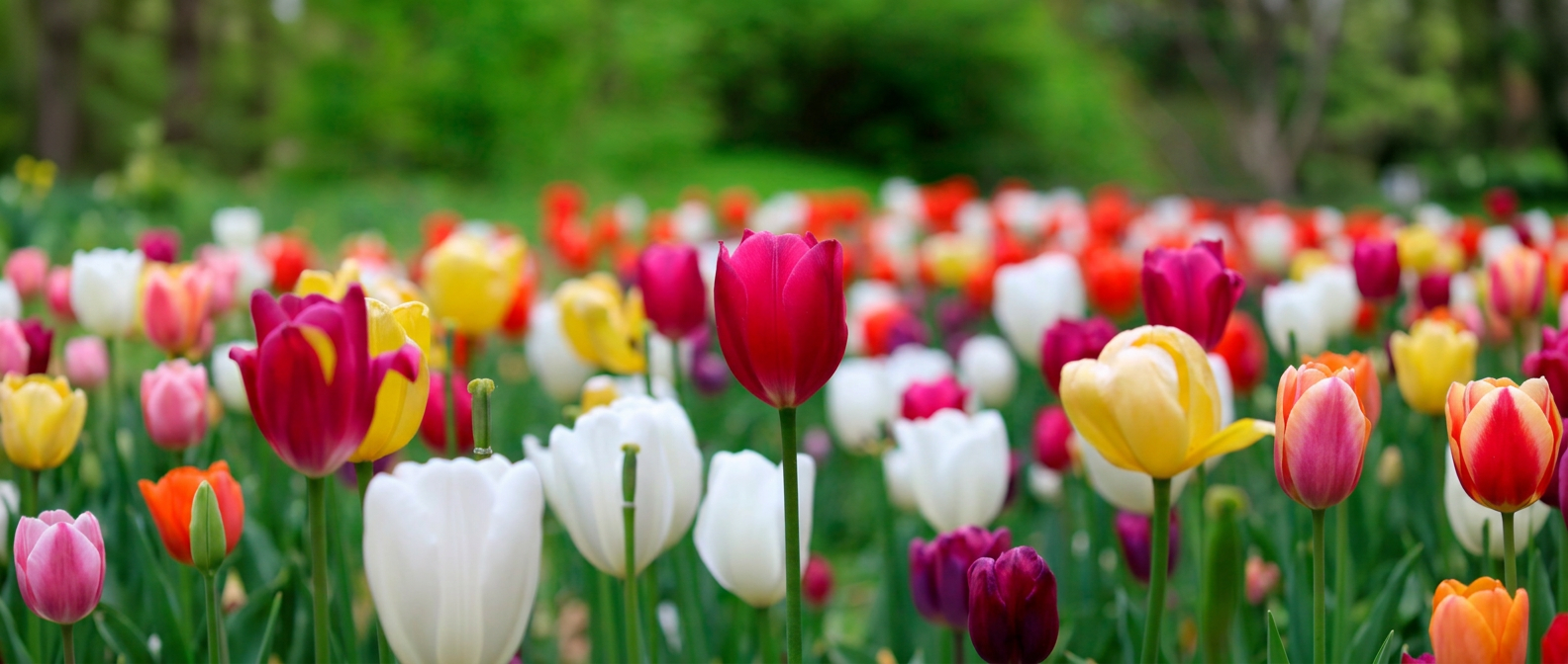 manseok_kim-tulip-10404468_1920
